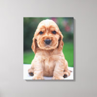 Cachorro de Cocker Spaniel