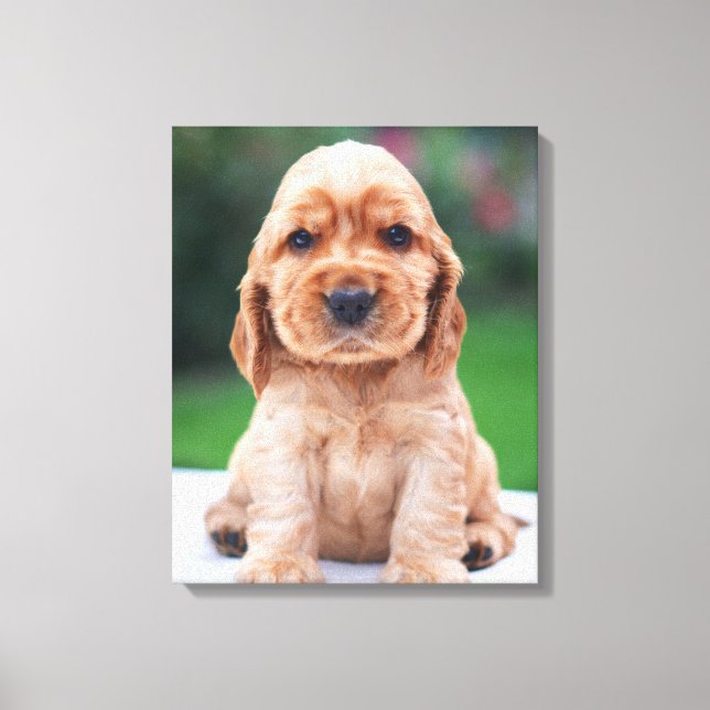 Lienzo Cachorro de Cocker Spaniel (Anverso)