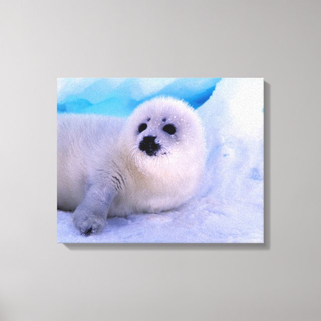 Lienzo Cachorro de foca arpista pequeño cubierto de copos (Anverso)