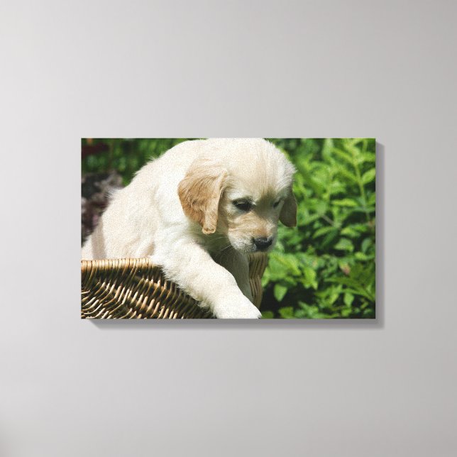 Lienzo Cachorro de Golden Retriever en la cesta (Anverso)