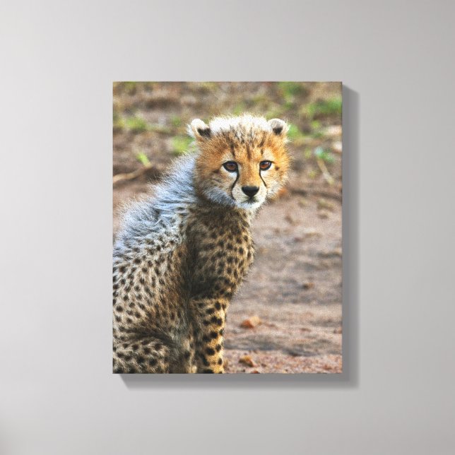 Lienzo Cachorro de Guepardo Acinonyx Jubatus) (Anverso)