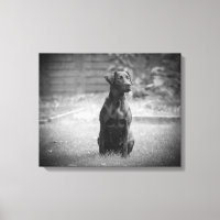 Cachorro de Labrador Negro