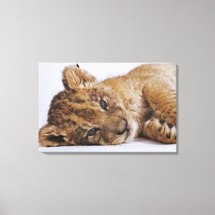 Lienzo Cachorro de león (Panthera leo) que miente en el