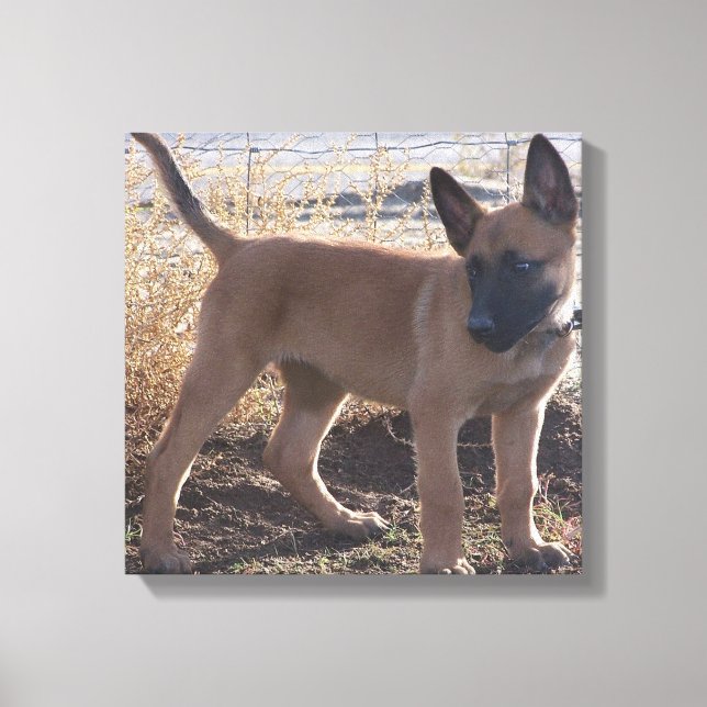 Lienzo Cachorro de Malinois Belga completo (Anverso)