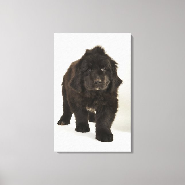 Lienzo Cachorro de Newfoundland, estudio shot (Anverso)
