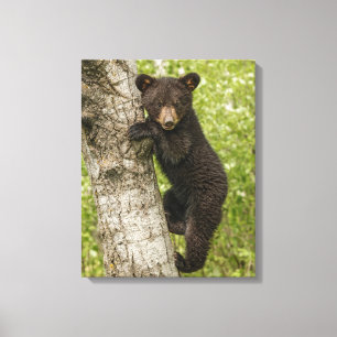 Lienzo Cachorro de oso negro en árbol