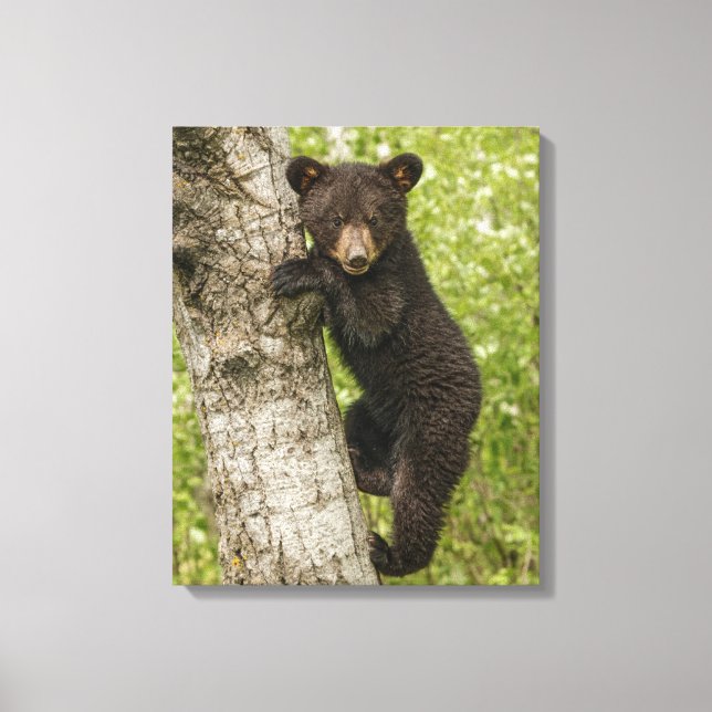 Lienzo Cachorro de oso negro en árbol (Anverso)