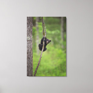 Lienzo Cachorro de oso negro jugando, Tennessee