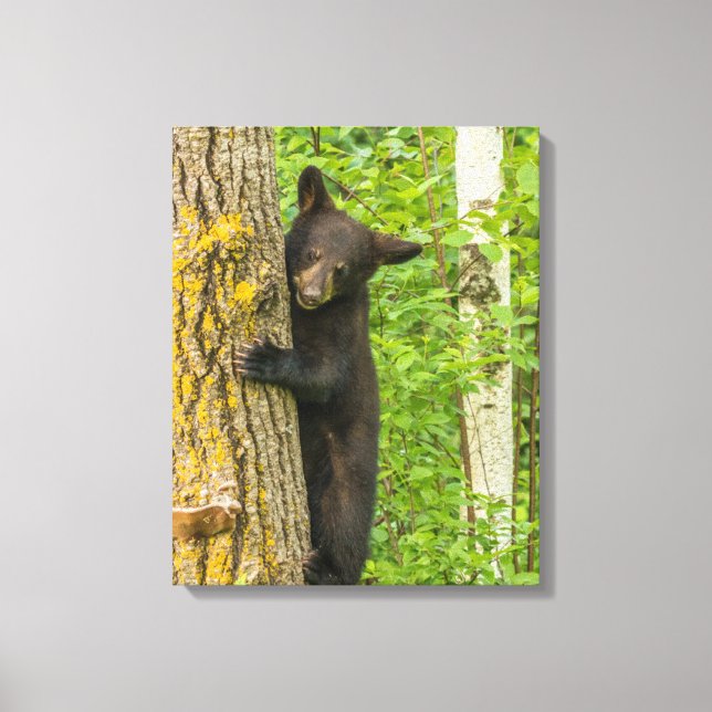 Lienzo Cachorro de Oso Negro | Minnesota (Anverso)