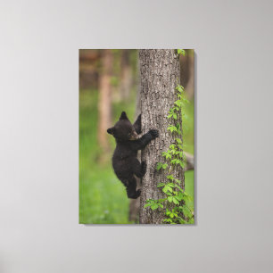 Lienzo Cachorro de Oso Negro Subiendo un Árbol