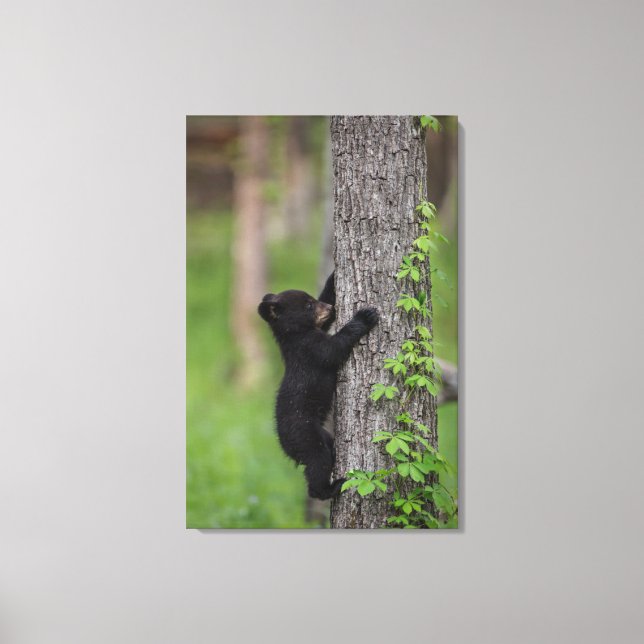 Lienzo Cachorro de Oso Subiendo a un Árbol (Anverso)
