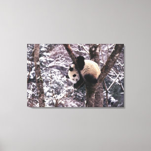 Lienzo Cachorro de panda jugando en un árbol cubierto de 