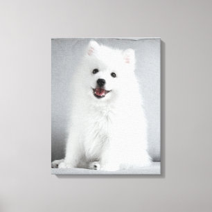 Lienzo Cachorro lindo y esponjoso de raza Spitz Japonesa