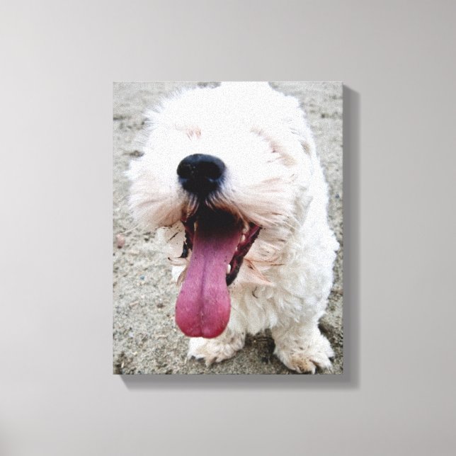 Lienzo Cachorro malteado feliz (Anverso)