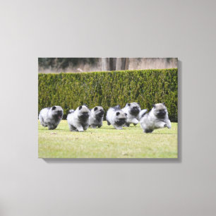 Lienzo Cachorros de Keeshond en funcionamiento