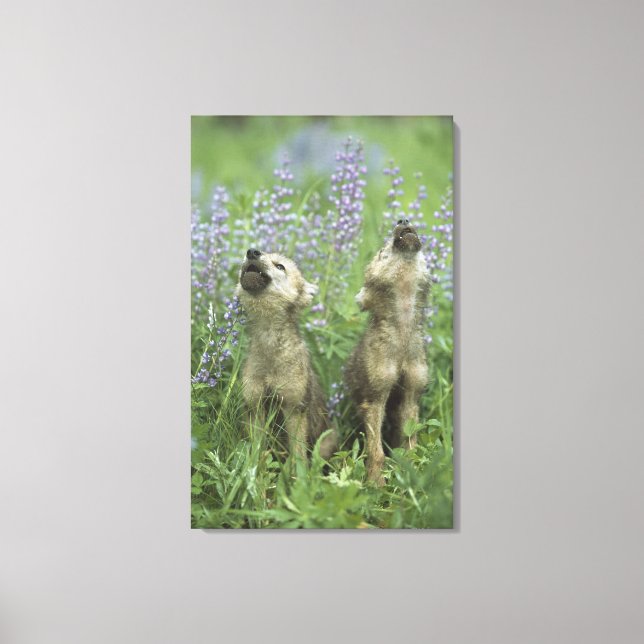 Lienzo Cachorros De Lobo En Meadow (Anverso)