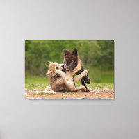 Cachorros de Lobo Gris Luchando