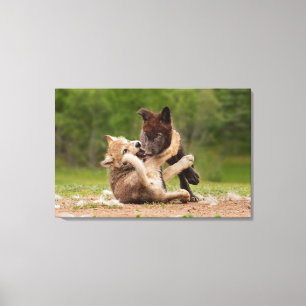 Lienzo Cachorros de Lobo Gris Luchando