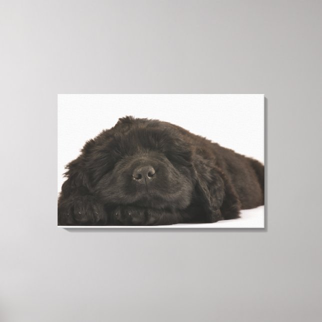 Lienzo Cachorros de Terranova durmiendo (Canis familiaris (Anverso)