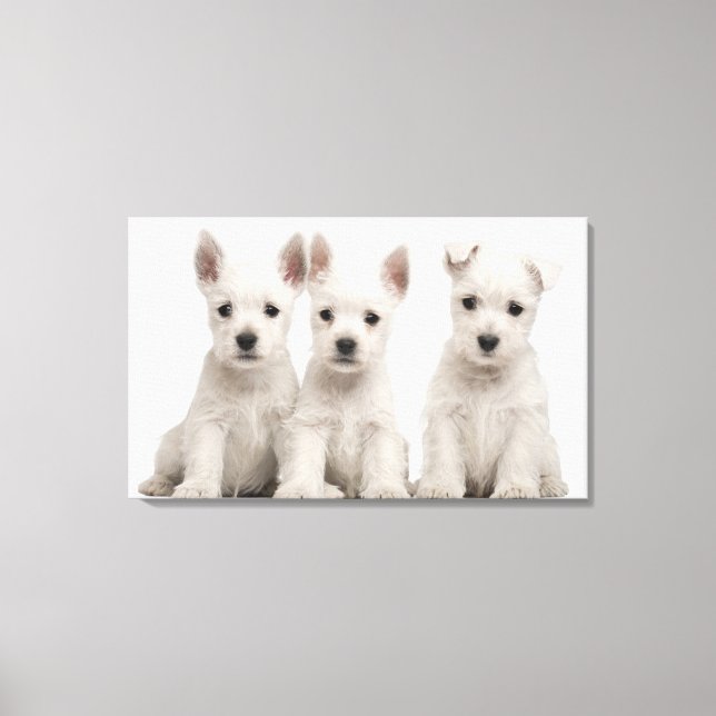 Lienzo Cachorros de West Highland Terrier (7 semanas de e (Anverso)