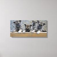 Cachorros elkhound noruegos