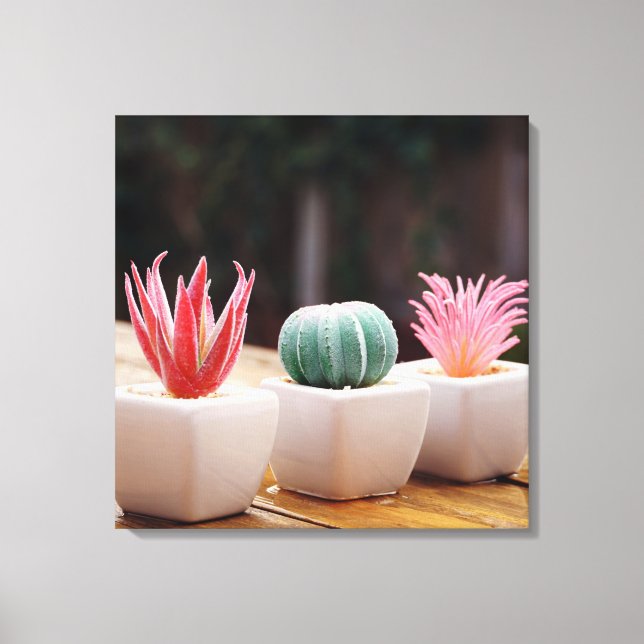 Lienzo Cacti (Anverso)