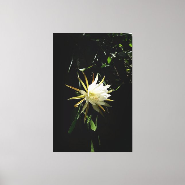 Lienzo Cactus Bloom (Anverso)