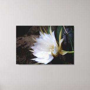 Lienzo Cactus Bloom