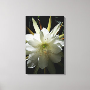 Lienzo Cactus Bloom