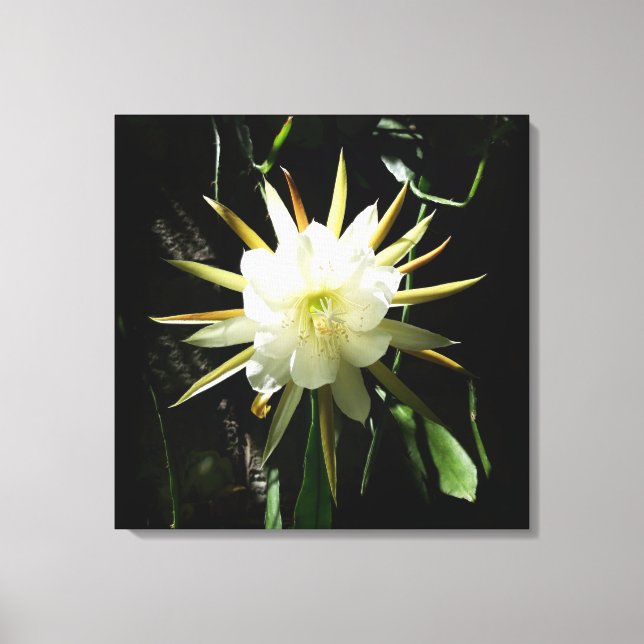 Lienzo Cactus Bloom (Anverso)