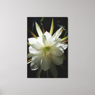 Lienzo Cactus Bloom