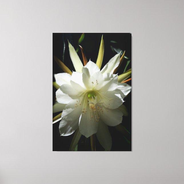 Lienzo Cactus Bloom (Anverso)