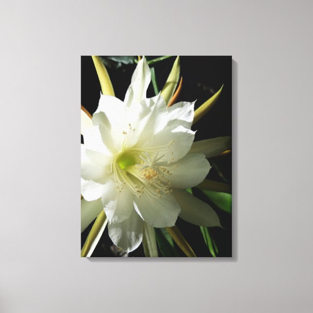 Lienzo Cactus Bloom (Anverso)
