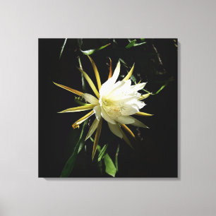 Lienzo Cactus Bloom