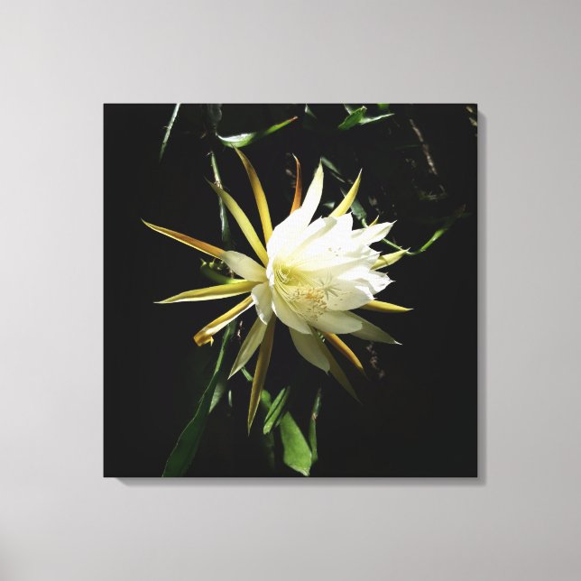 Lienzo Cactus Bloom (Anverso)