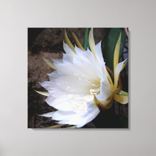 Lienzo Cactus Bloom