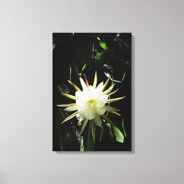Lienzo Cactus Bloom (Anverso)