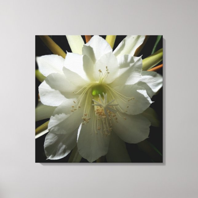 Lienzo Cactus Bloom (Anverso)
