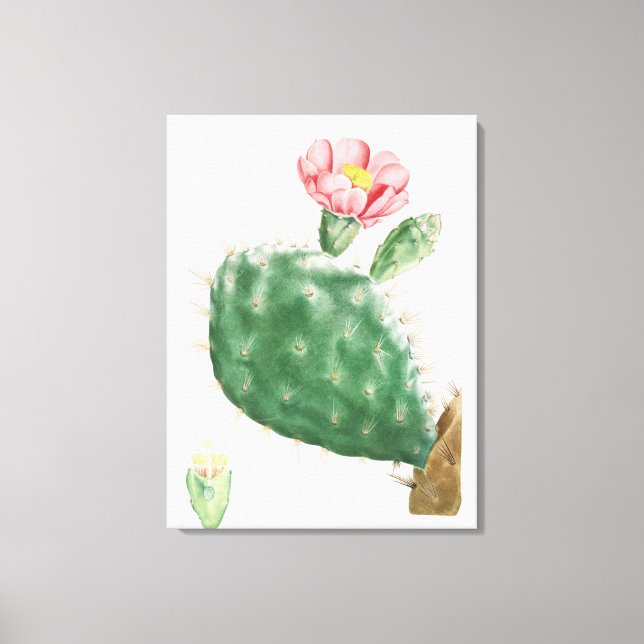 Lienzo Cactus Cochenillifer, Ilustración Antigua, 1799  (Anverso)