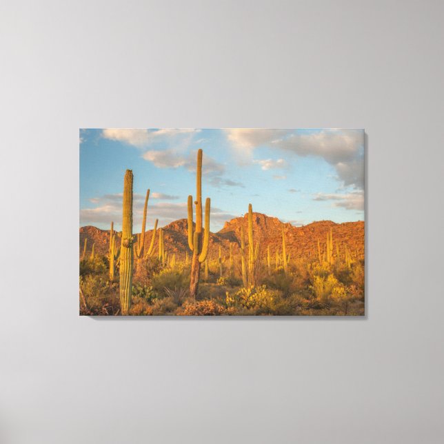 Lienzo Cactus de Saguaro al atardecer, Arizona (Anverso)