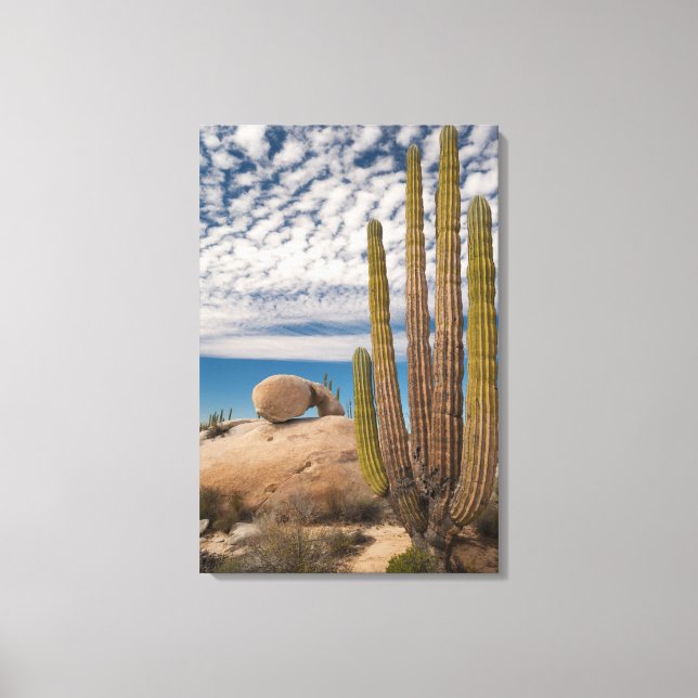 Lienzo Cactus En Escenario Desértico (Anverso)