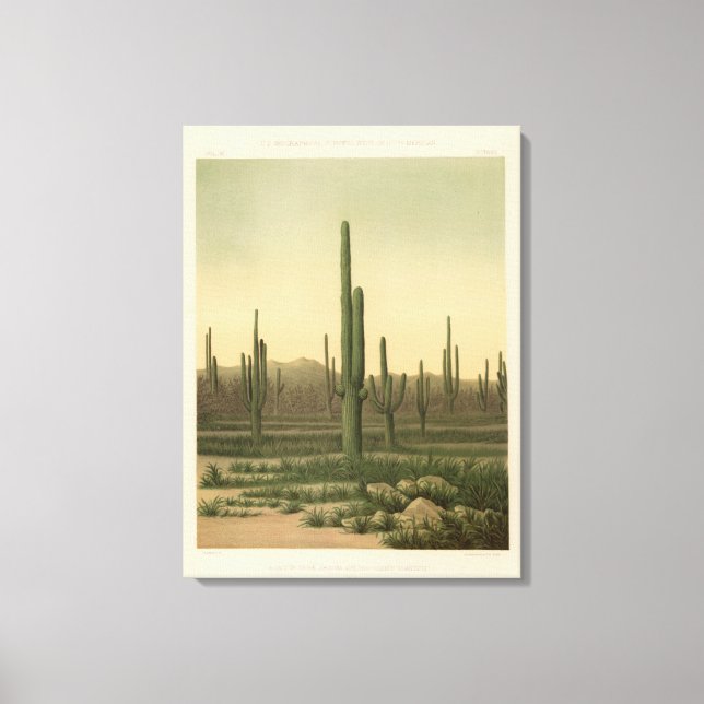 Lienzo Cactus grove, Arizona (Anverso)