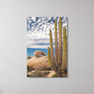Lienzo Cactus In Desert Scenic