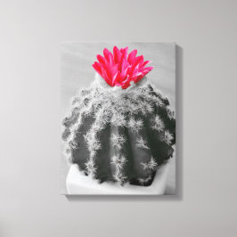 Lienzo Cactus Plant Black White Photo Con Flor Rosa