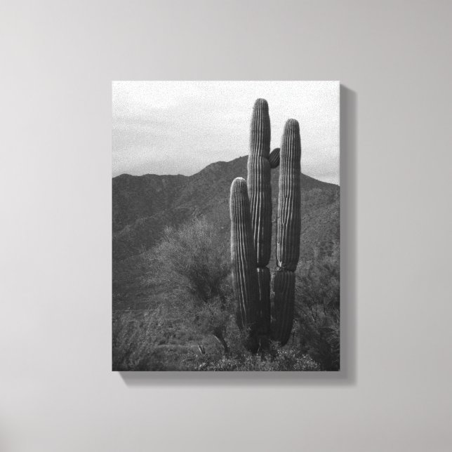 Lienzo Cactus Saguaro blanco y negro en colinas 11x14 (Anverso)