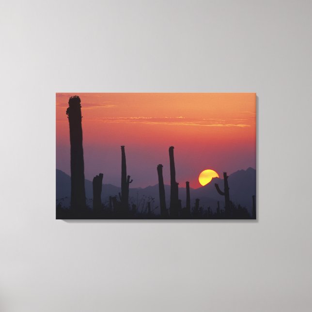 Lienzo Cactus Saguaro Carnegiea gigantea), Atardecer, (Anverso)
