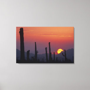 Lienzo Cactus Saguaro Carnegiea gigantea), Atardecer,