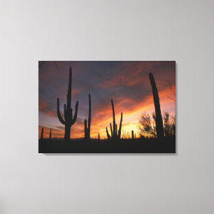 Lienzo cactus saguaro, Carnegiea gigantea, después