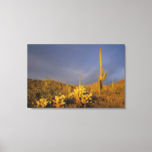 Lienzo cactus saguaro, Carnegiea gigantea, y teddy