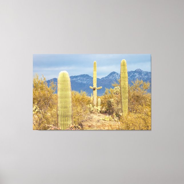 Lienzo Cactus Saguaro en paisaje desértico (Anverso)